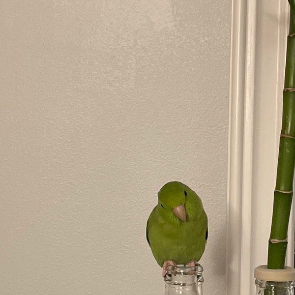 pdomnq